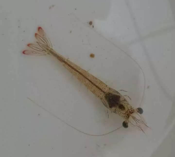 高溫多雨天氣，白蝦養(yǎng)殖需要注意哪些問題