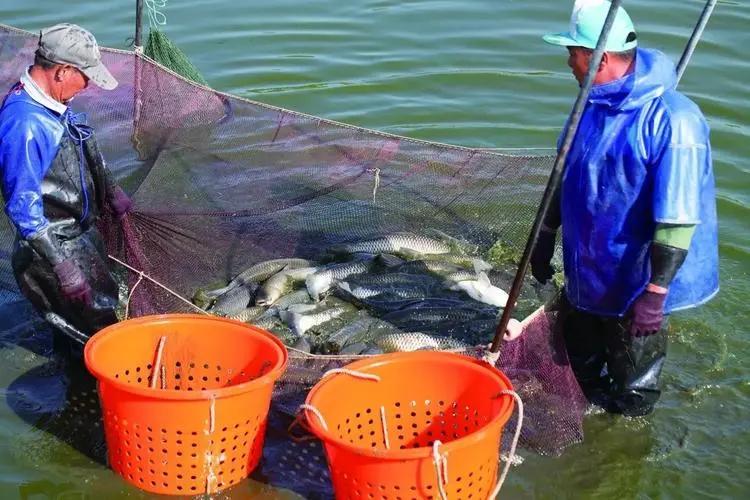 近期草魚苗指環(huán)蟲病害多發(fā)，建議先凈水后殺蟲消毒